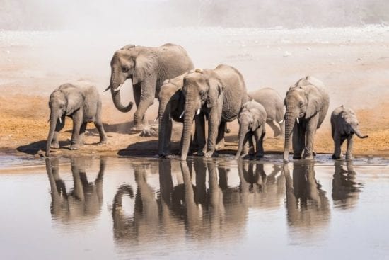 En Namibie, ce chasseur de trophés se fait piétiner par l’éléphant qu’il prenait pour cible.