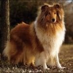 Quiz Connais-tu les chien du cinéma?
