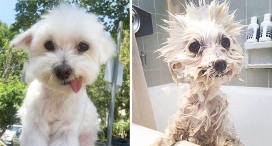 Des chiens qui illustrent parfaitement pourquoi ils n’aiment vraiment pas prendre le bain