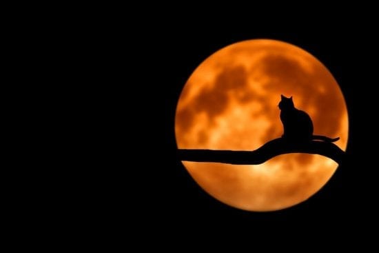 Chat Ninja – Rien ne peut l’arrêter!