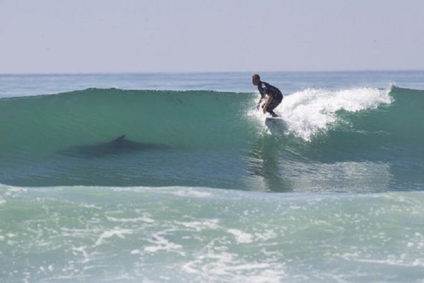 Shark Surf