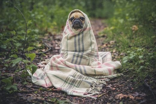 Top 60 vidéos d’animaux qui vous ferons mourir de rire !