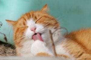Compilation drôle d'animaux essayant de tout lécher.