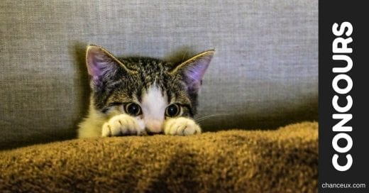 Gagnez une superbe cachette pouf « Dream & Dare » pour votre chat!