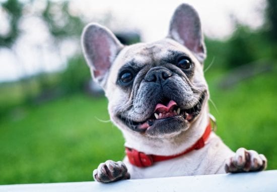 Cinq moyens de protéger la santé de votre chien cet été!