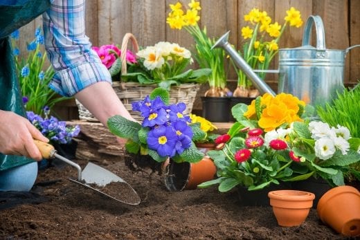 Guide rapide pour un magnifique jardin d’été