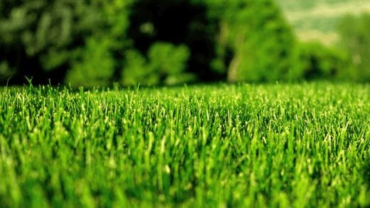 Les consommateurs cherchent des outils d’entretien des pelouses