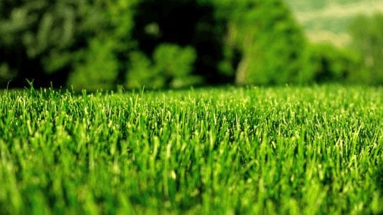 Les consommateurs cherchent des outils d’entretien des pelouses