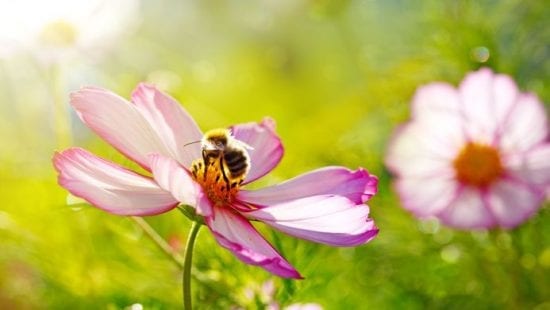 Saviez-vous que vous pouvez aider les abeilles à continuer de bourdonner?