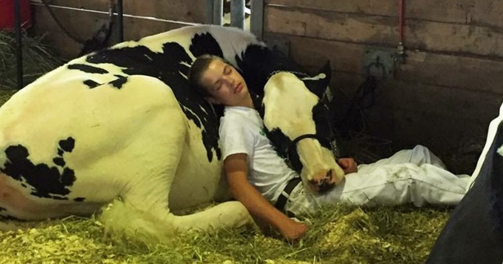 Un garçon épuisé et sa vache perdent un concours, s’endorment et font fondre le coeur des internautes