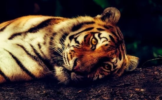Les animaux en voie de disparition!