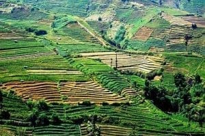 Collines vallonnées de plantations, Plateau de Dieng, Java, Indonésie