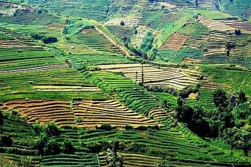 Collines vallonnées de plantations, Plateau de Dieng, Java, Indonésie