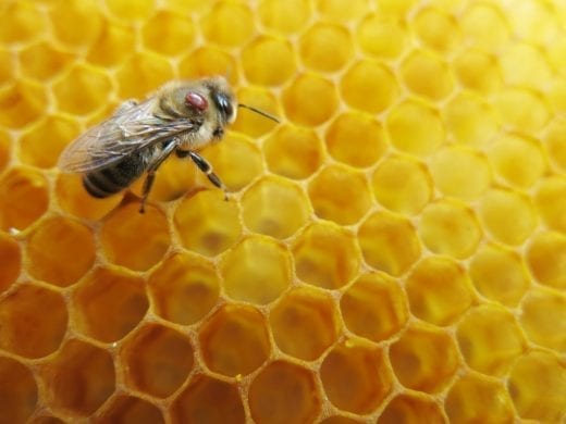 De petits acariens qui posent de gros problèmes aux abeilles