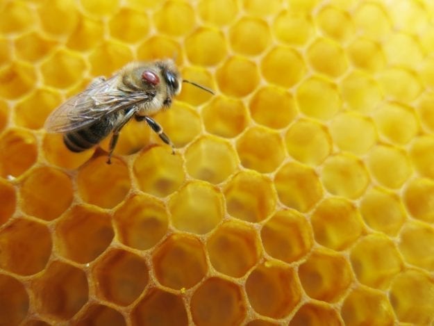 De petits acariens qui posent de gros problèmes aux abeilles