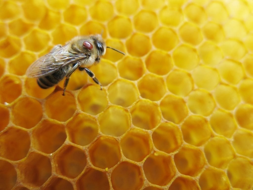 Small mites that cause big problems for bees
