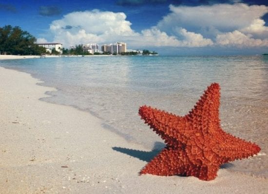 Pink sands – the harbor island beach in the Bahamas