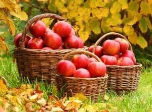 An apple a day protects you, but what protects the apple?