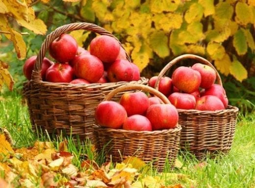 An apple a day protects you, but what protects the apple