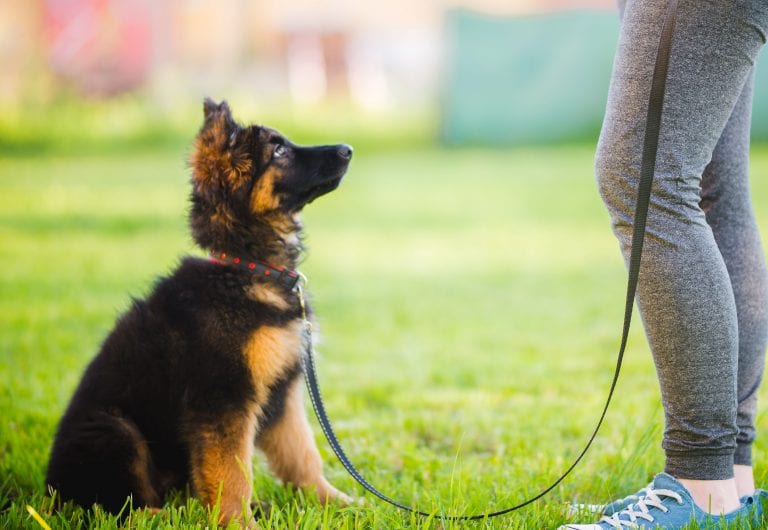 Une nouvelle étape de vie pour votre chiot