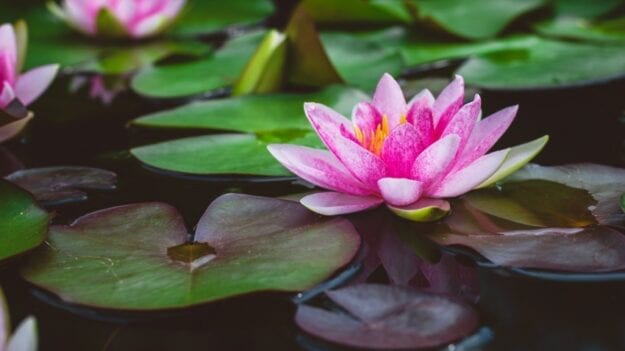 Les fleurs de la chance