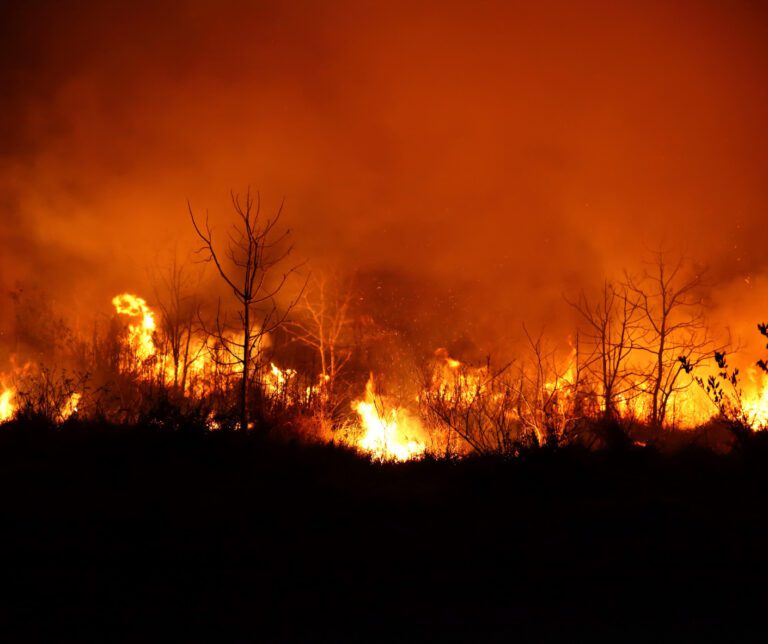 La fumée des feux de forêt  tout ce que vous devez savoir