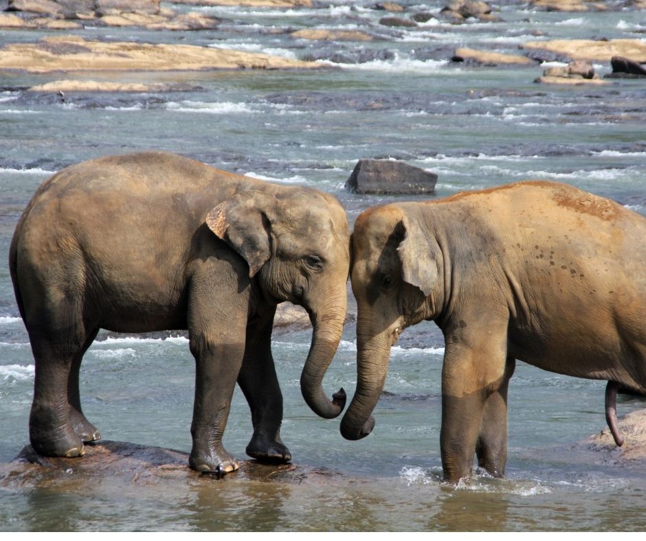 éléphants dans le parc national de Kaudulla